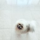 화니오기 펫살롱 이미지