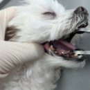 횡성동물병원 이미지