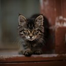 24시 바덴동물메디컬 이미지