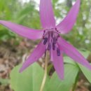 세쌍둥이네 풀꽃세상 이미지