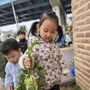 영차 영차~무를 뽑자~👨‍🌾 이미지