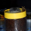++필리핀 곤충 사육기(한국 장수풍뎅이와 기데온 알)++ 이미지