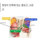 중둔근 소둔근 이미지