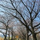 보쌈마을(구 금오식당) | 2026 서울 벚꽃길 추천 | 안양천·도림천 벚꽃 산책 코스 총정리