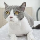 코냥코냥 이미지