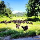 안골염소농장 이미지