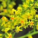 옥계로 | 오늘이 무슨 날이 : 정내교(鄭來僑 1681~1759)