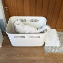 묘르신 | 가성비 고양이 모래, 아메리칸 레볼루션 카사바블렌딩 묘르신 만족쓰