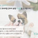 비쥬펫 이미지