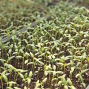 병이농장 이미지