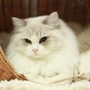 랙돌캐터리올리비아 이미지