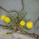 달콤한 민들레의 속 이미지