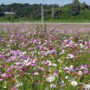 안줄농장 이미지