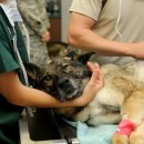 S동물병원 이미지