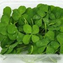 네잎클로버 이미지