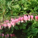 자작나무이야기 이미지