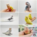 체리쉬펫 이미지