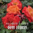 하늘빛향기담아 | 부산 가볼만한 곳 화명동 장미공원 장미원, 비오는 날 운치있는 산책 후기