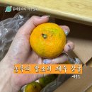 굿마트(유,청정유통) | 제주 청정 하우스 감귤 1kg 로얄과 농부의 발소리, 과일택배 후기