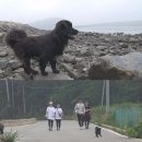 밍키 한국경제
