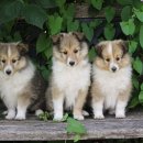 서서동물의료센터 이미지