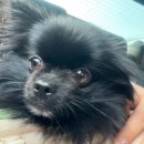 애견의 집 | [용인 역북동] 용인 애견동반가능술집 찾는다면? 비어스벌스데이 — 내돈내산 애견동반맥주집 후기