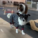 해피퍼피 강아지 유치원 | 용인 강아지 유치원 퍼피엘리트 후기 | 강아지 훈련 행동교정 전문