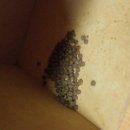 냥이 많은 식탁 이미지