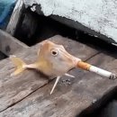 잡아잡아낚시카페 | 혜화 착한붕어 낚시카페 대학로점