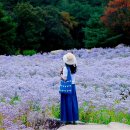제185차 천주산, 문희농원 개미취밭. 이미지