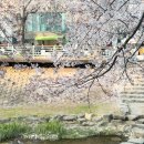 뒤뜰어린이공원 | 서울벚꽃명소 추천 BEST 5 : 주차/웨이팅 지옥 피하는 서울 벚꽃 데이트 코스 총정리