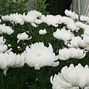 백마축산 이미지