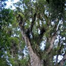 카우리(kauri)