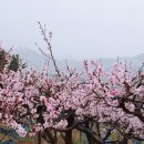 대명꽃농원