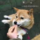 이누김밥