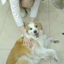 쁘띠퍼피 이미지