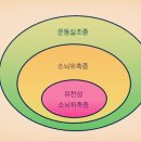 소뇌(小腦, cerebellum, 작은골)는 어떤 기능을 하나요? 이미지