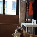 행복하개키울고양 이미지