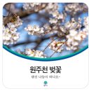 원주에 예쁜 벚꽃이 피었어요~ [출처] [원주 가볼만한 곳] 랜선 벚꽃 나들이 &#34;원주천&#34;에서 만나 봄|작성자 원주시 이미지