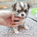 아이러브독 서초점 이미지