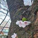 고목나무 이미지