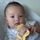 찐양 | 치발기 사용시기, 언제부터 쓰면 좋을까? 국민 치발기 모윰 스타터 사자 & 양 찐 사용 후기!