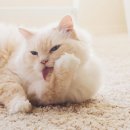 그루밍시즌 이미지