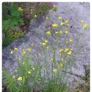 긴돌담집 이미지