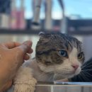 미미캣살롱&고양이호텔 이미지