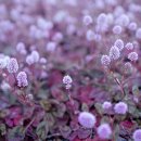 스마트폰카로 인생 사진 찍기 이미지