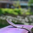 천국은불타고있다 이미지