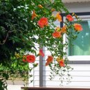 하늘꽃민박 이미지