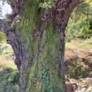 낙동 운평리 이미지