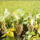 정자나무아래 이미지